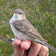 Föregående